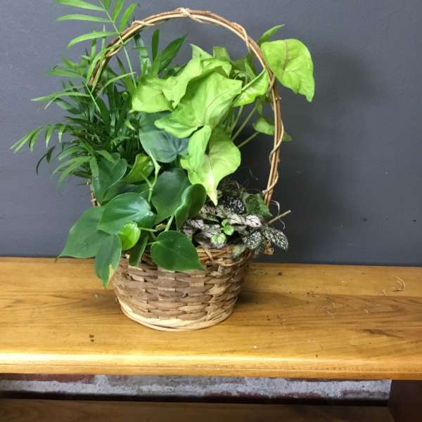 Arrangement of assorted green houseplants in a woven handled basket