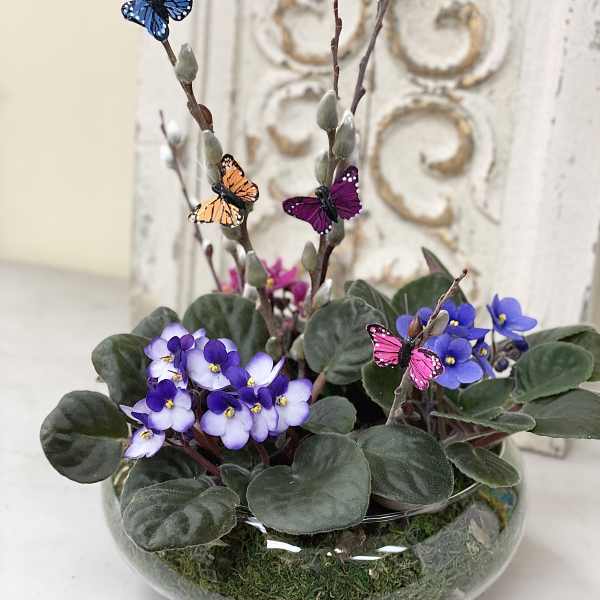 Potted purple African violets with butterfly picks in a glass bowl
