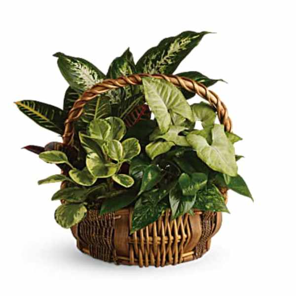 Basket of assorted green houseplants
