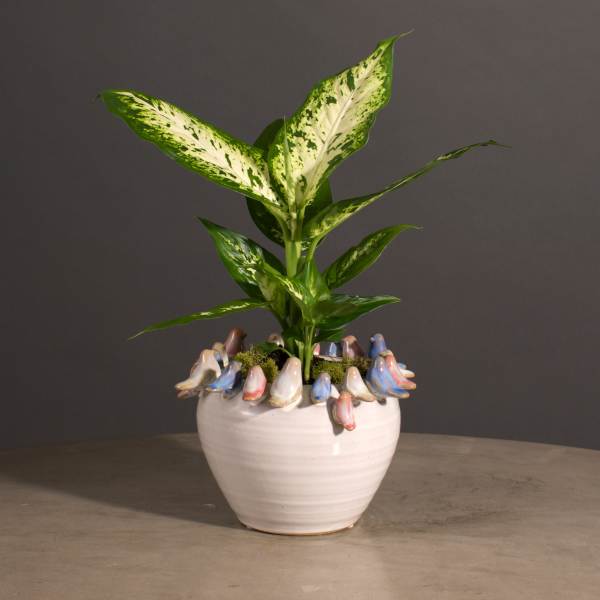Variegated green houseplant in a white ceramic pot with pastel decorative accents around the rim.