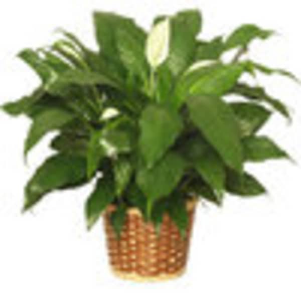 Potted peace lily plant with a white bloom in a woven basket
