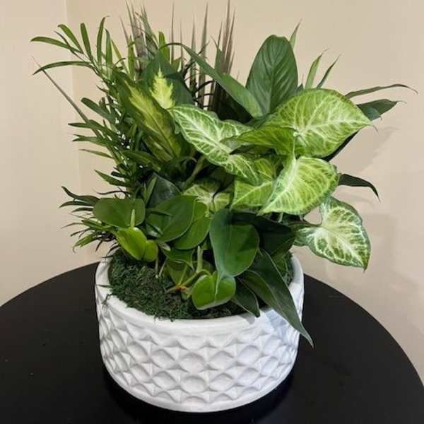 Green houseplant arrangement in a white textured pot
