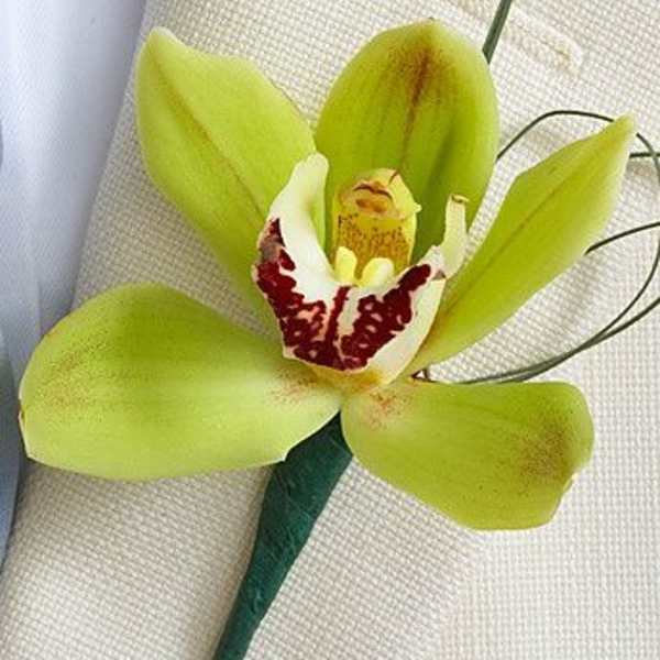 Mini Cymbidium Orchid Ringer Bearer