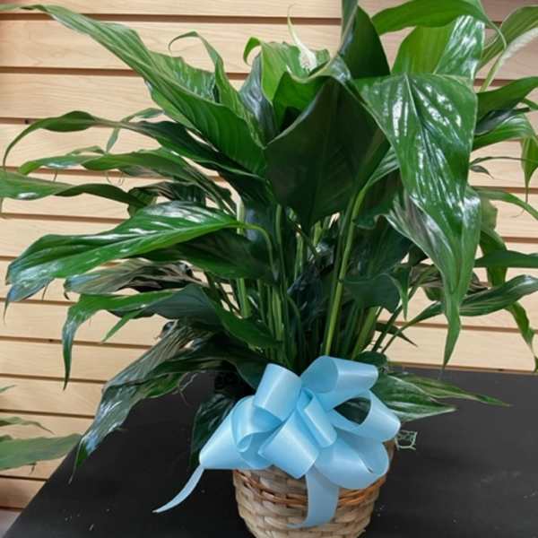 Potted green plant in a wicker basket with a blue ribbon