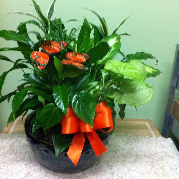 6" Potted Dish Garden accent/w butterflies (*butterfly colors and container may vary)