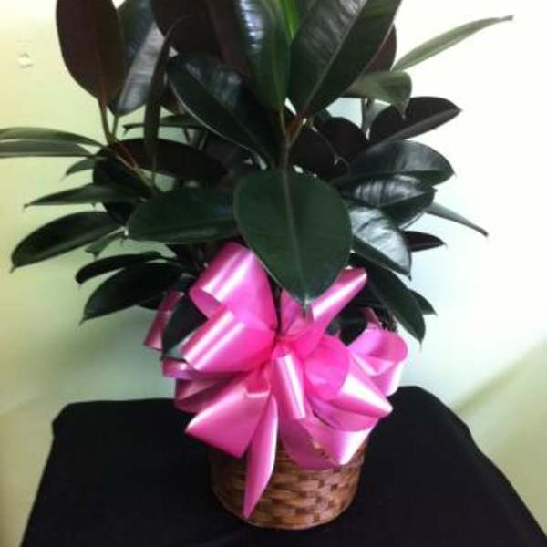 Potted rubber plant with a pink ribbon in a woven basket