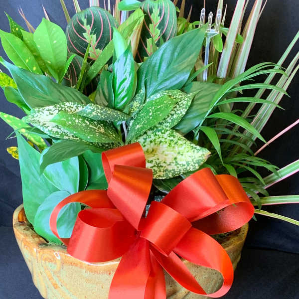 Mixed green houseplants in a ceramic bowl with a red ribbon