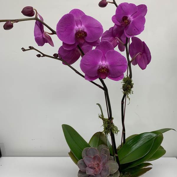 Purple orchids in a white pot with a small succulent
