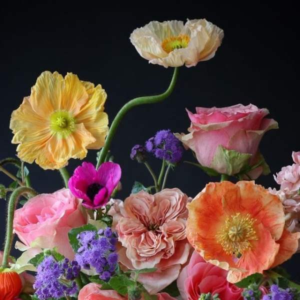 Designer's Choice $250