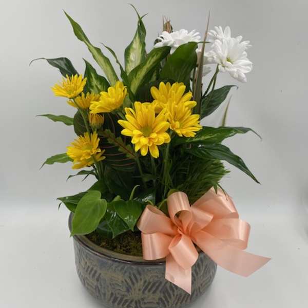 Potted arrangement of yellow and white daisies with a peach ribbon