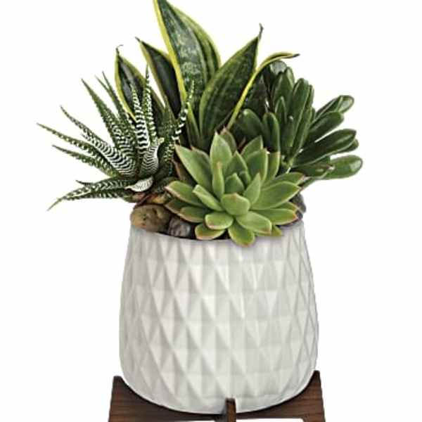 Succulent arrangement in a white textured pot on a wooden stand