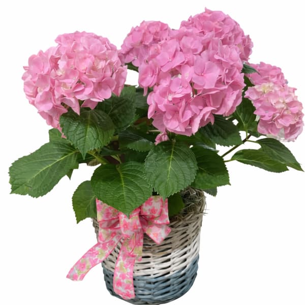 Pretty Pink Hydrangea in a decorative basket