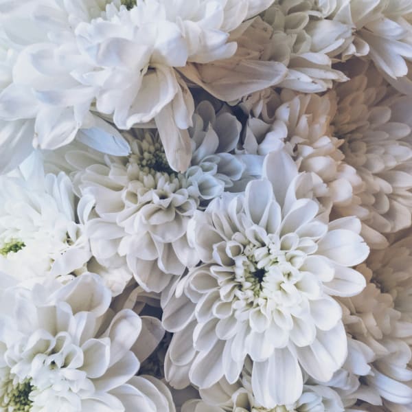 Close-up of white chrysanthemum blooms clustered together