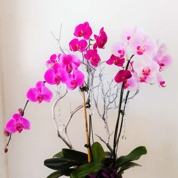 Tall orchid arrangement in pink and white with a black container