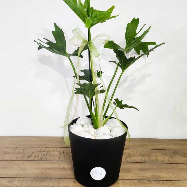 Potted green plant with ribbon in a black container