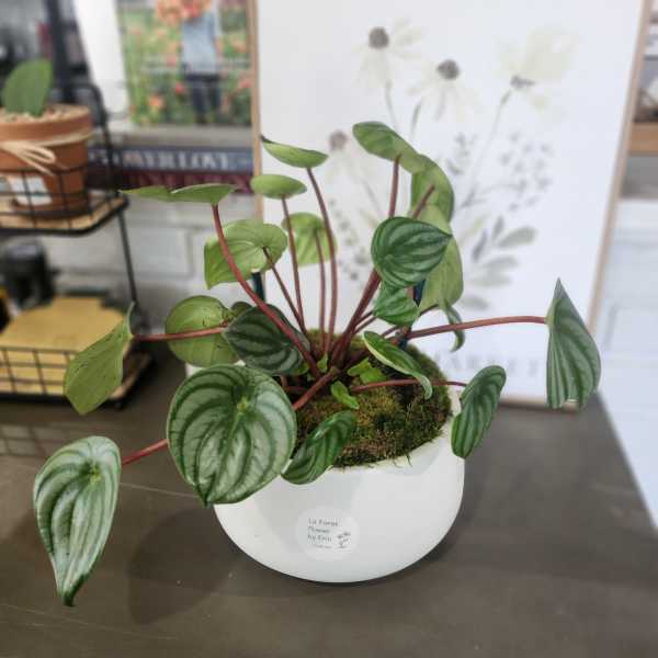Potted green houseplant with striped leaves in a white container