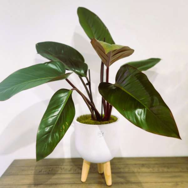 Potted tropical plant with large glossy green leaves in a white stand