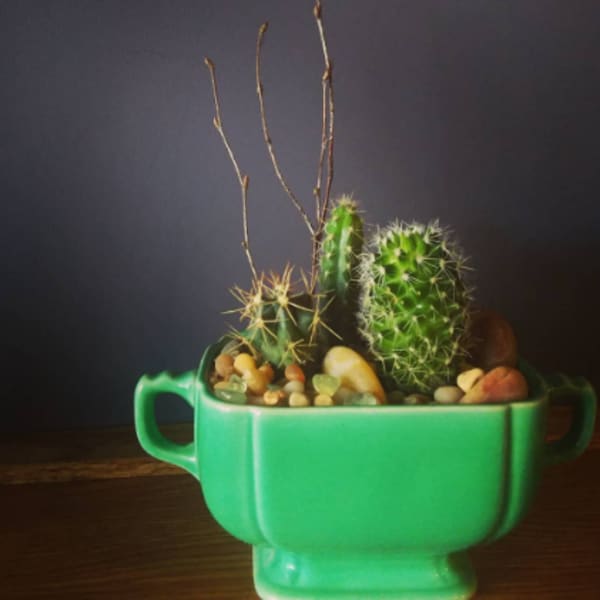 Small cactus arrangement in a green ceramic planter with pebbles