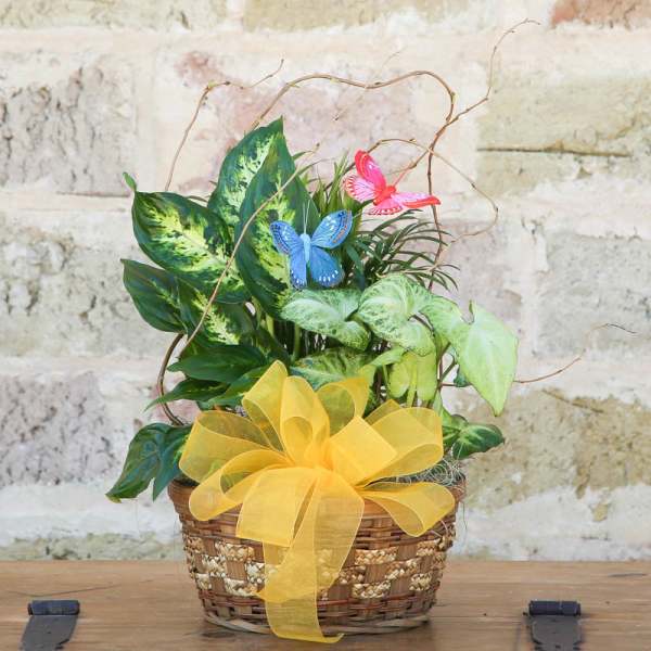 Potted foliage arrangement in a woven basket with a yellow bow and butterfly picks