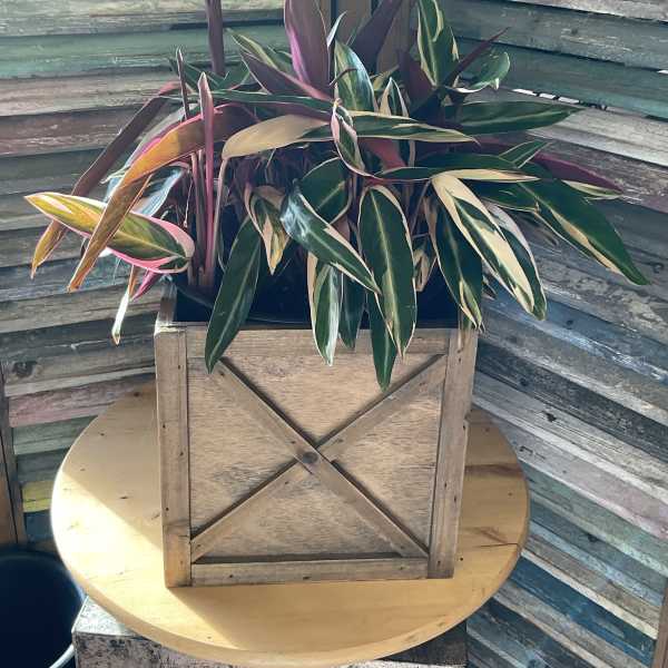 Variegated tropical plant in a wooden crate planter