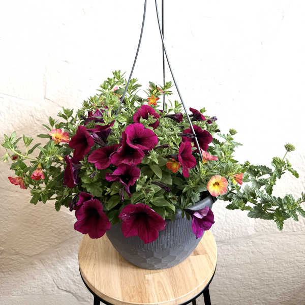 Plum 12 " Hanging Basket