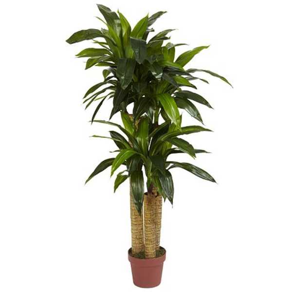 Tall potted plant with glossy green leaves and two cane-like trunks