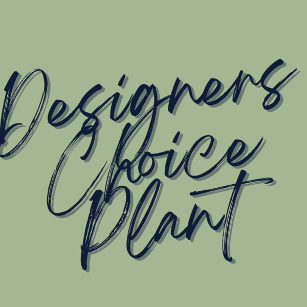 Designers Choice Plant