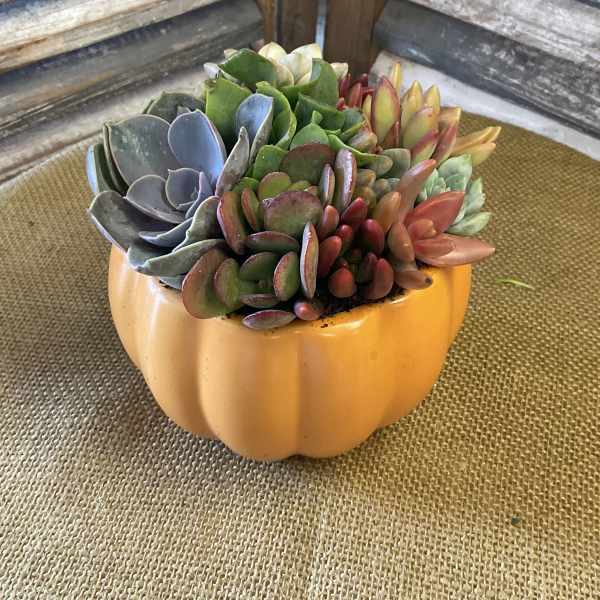 Succulent arrangement in an orange pumpkin-shaped container