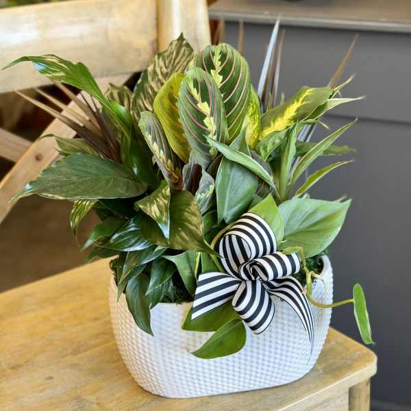 Potted leafy plant arrangement in a white textured container with a striped ribbon