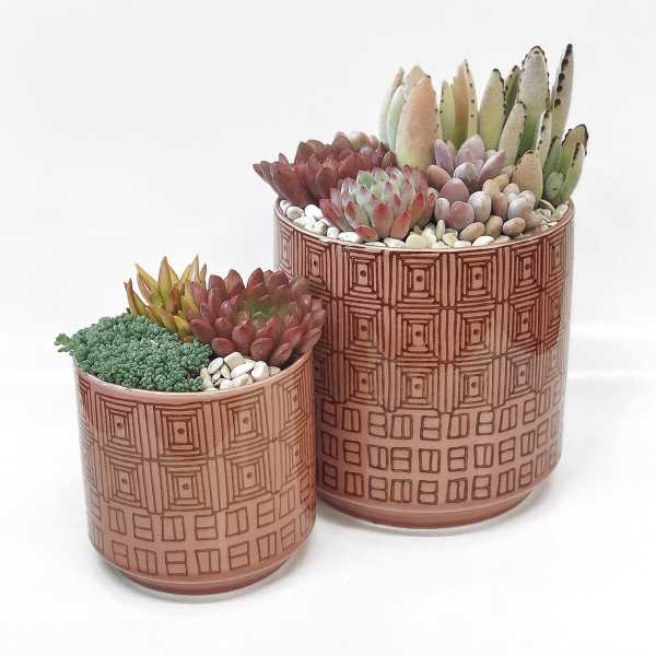 Two potted succulent arrangements in patterned ceramic containers