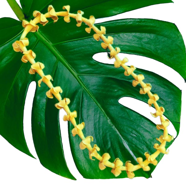 Large green tropical leaf with a yellow flower garland draped across it