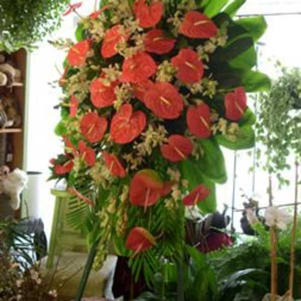 Tall arrangement of red anthuriums with broad green leaves