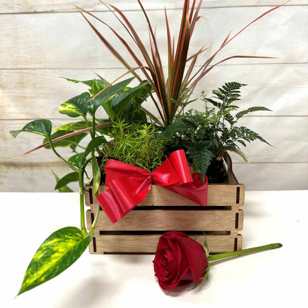 Hawaiian Greens Dish Garden (Medium)