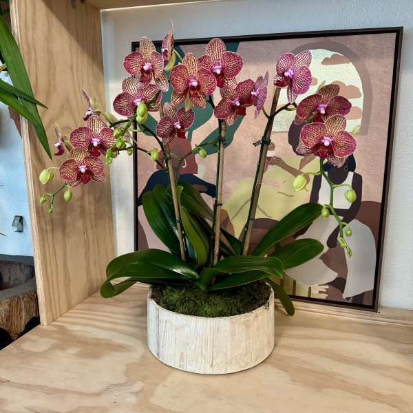 Potted pink orchids in a round wooden container