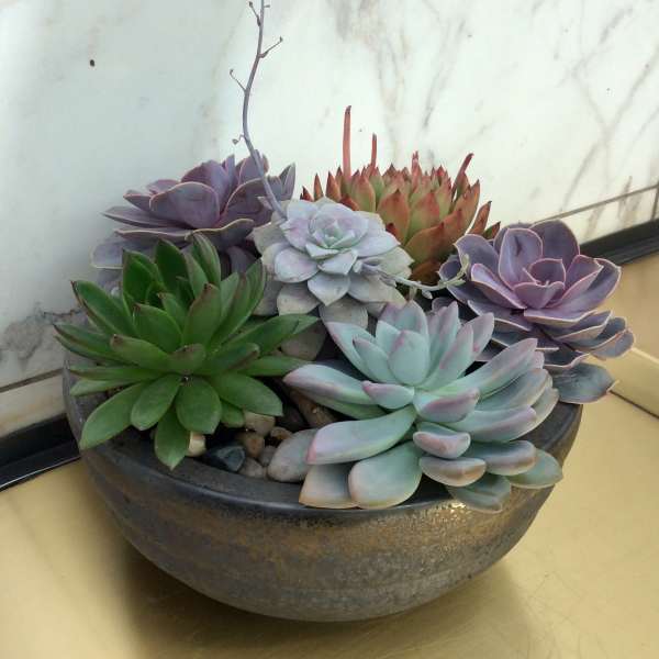 Potted arrangement of assorted succulents in a shallow bowl