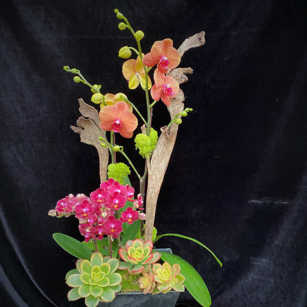 Orchid and succulent arrangement in a black pot with driftwood accents