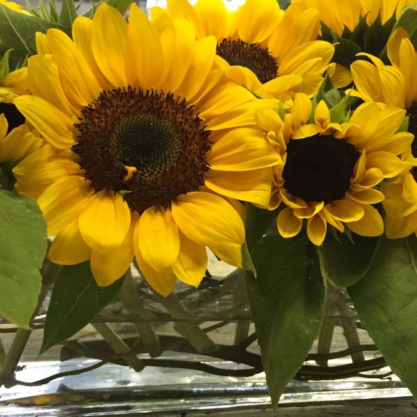 Bouquet of yellow sunflowers with green leaves