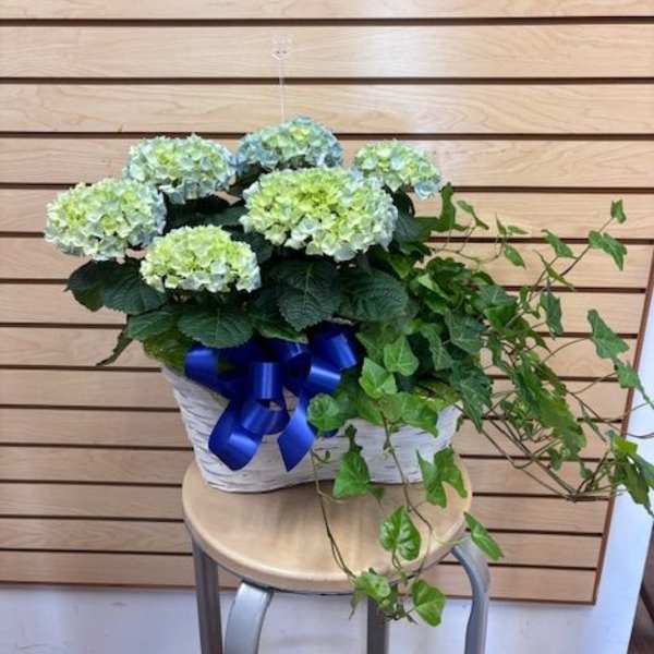 Double Basket with a green and hint of blue hydrangea