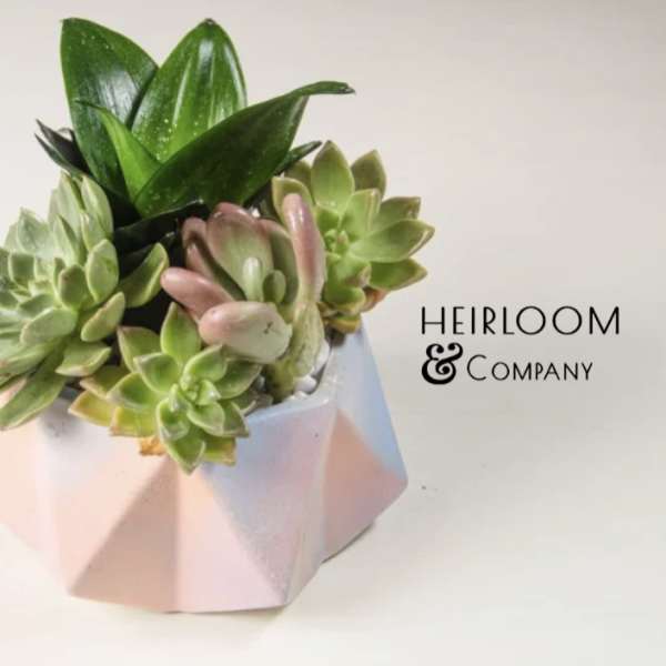 Succulent arrangement in a faceted pink pot
