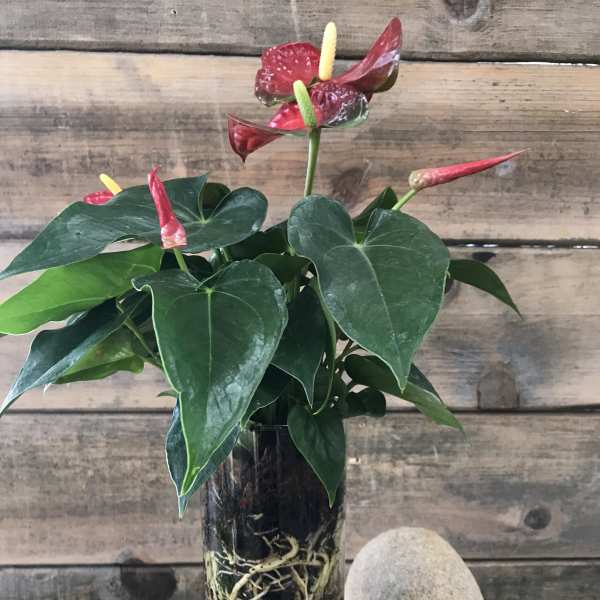 Potted anthurium plant in a glass vase with red blooms