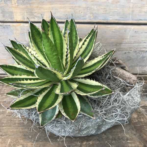 Variegated succulent in a stone planter with gray moss