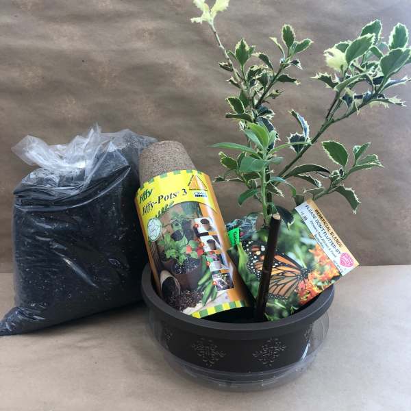 Potted holly plant with variegated leaves beside a bag of potting soil