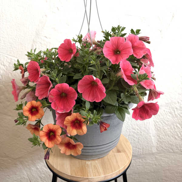 12 " Hanging Basket