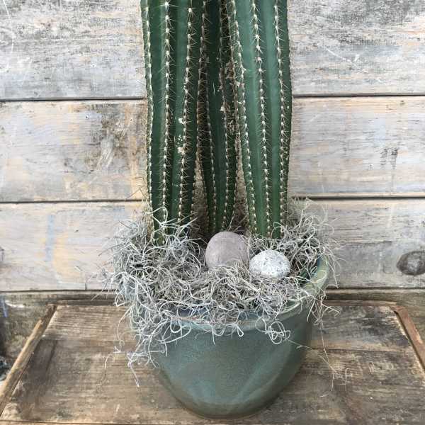 Tall potted cactus with decorative moss and stones