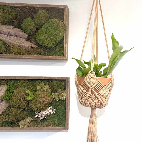 Hanging potted fern in a macramé planter beside moss wall art