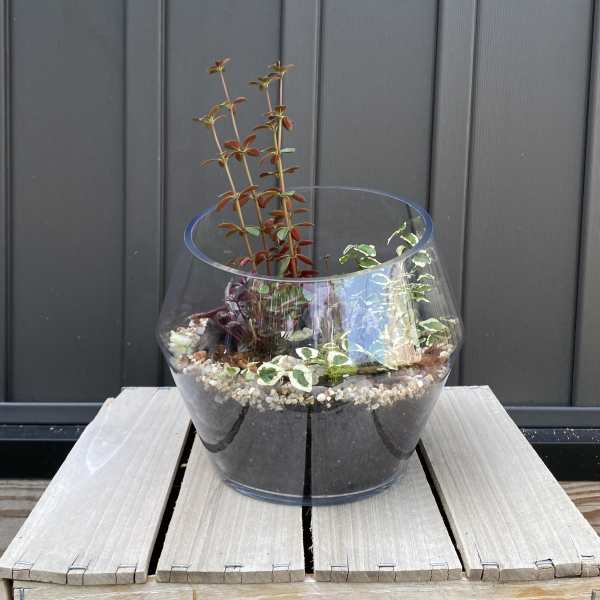Glass bowl terrarium with assorted small foliage plants on a wooden stand