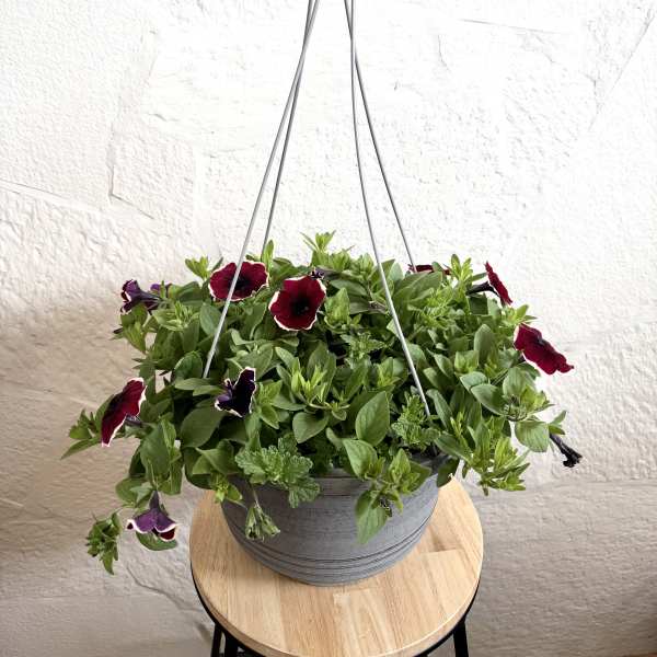 Burgundy 12" Hanging Basket