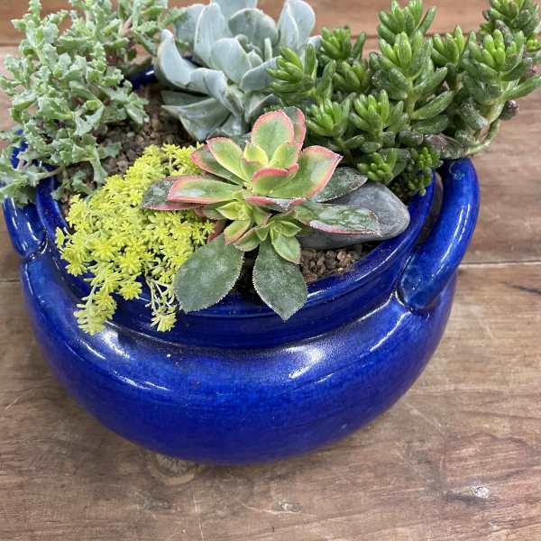 Succulent arrangement in a cobalt blue ceramic pot