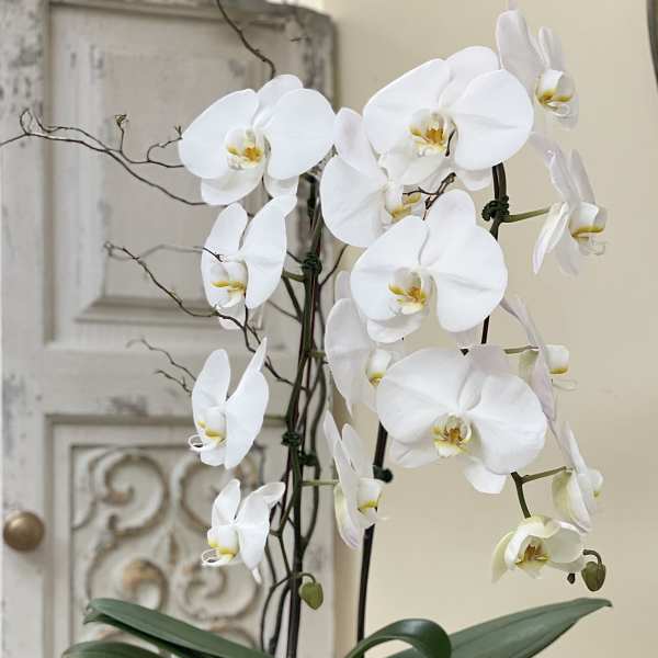 White orchid plant in a white bowl-shaped pot