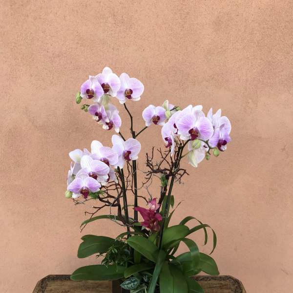 Potted orchid arrangement with pale lavender blooms and a small candle